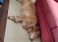 ultimo-deseo-carmen-se-cumple-linda-tiene-hogar-valencia-9