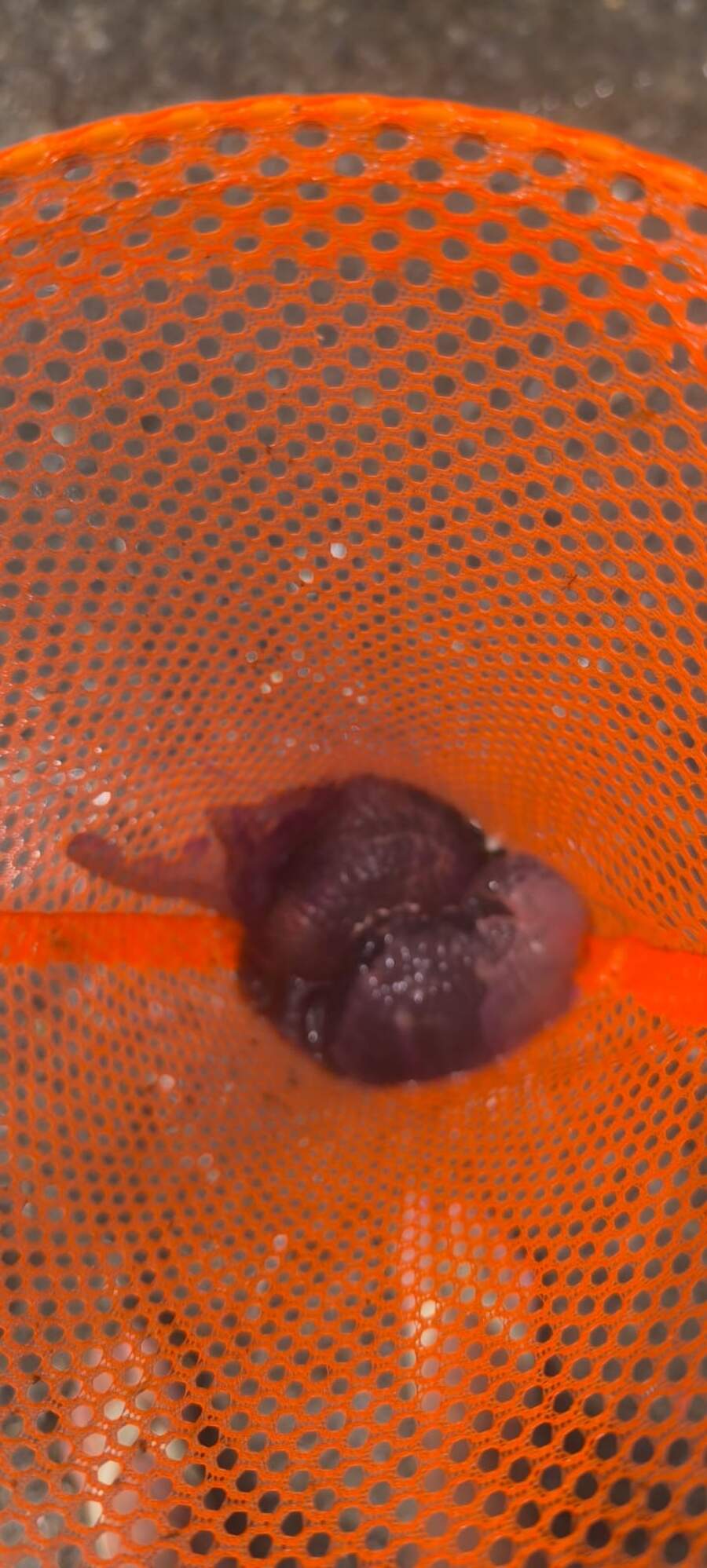 banistas-quejan-presencia-medusas-playas-1