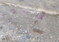banistas-quejan-presencia-medusas-playas-2