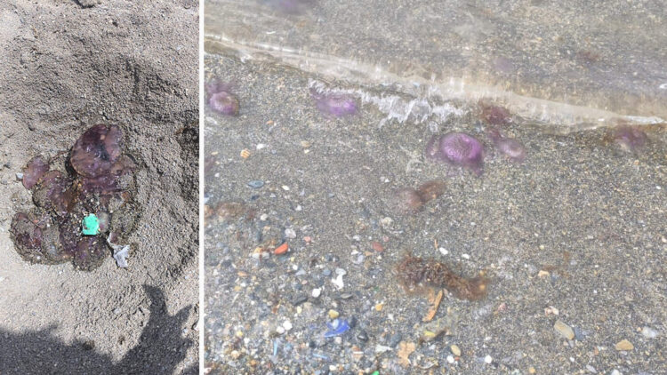 banistas-quejan-presencia-medusas-playas-4