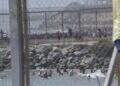 ceuta-alerta-descontrol-absoluto-miles-marroquies-espigon-31