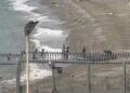ceuta-expuesta-presion-migratoria-sin-precedentes-guardia-civil-mar-inmigrantes-ceti-28