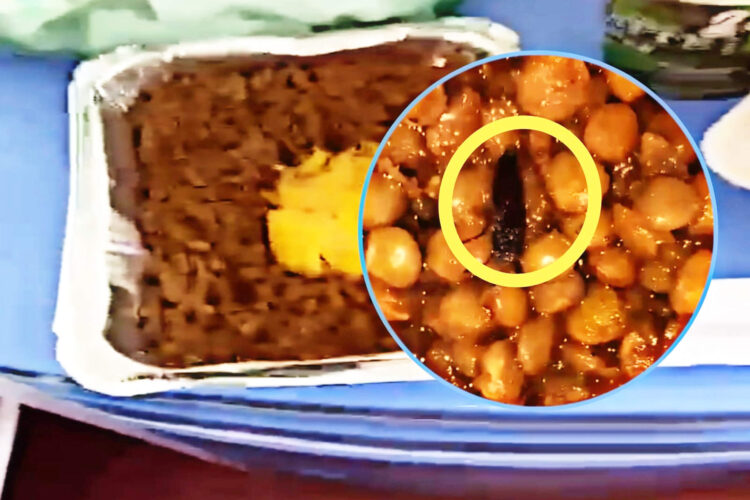 cucaracha-plato-lentejas-hospital-mohamed-v-tanger