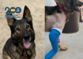 historia-kredit-perro-policia-nunca-abandono-gran-familia-cnp