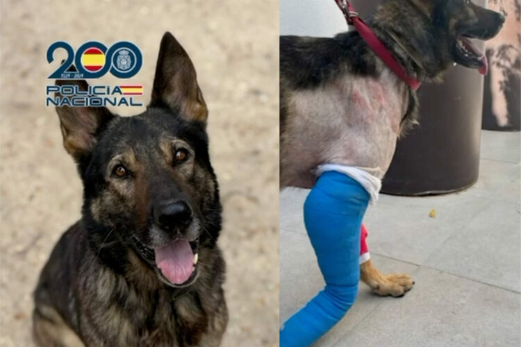 historia-kredit-perro-policia-nunca-abandono-gran-familia-cnp