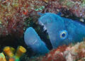 mar-proyectos-colaboracion-oscar-ocana-museo-mar-10
