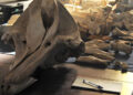 mar-proyectos-colaboracion-oscar-ocana-museo-mar-2