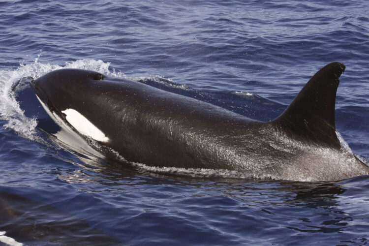 marina-mercante-desmonta-mito-orcas-agresivas-no-atacan-personas