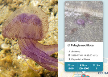 medusapp-mapa-medusas-playas-espana-1