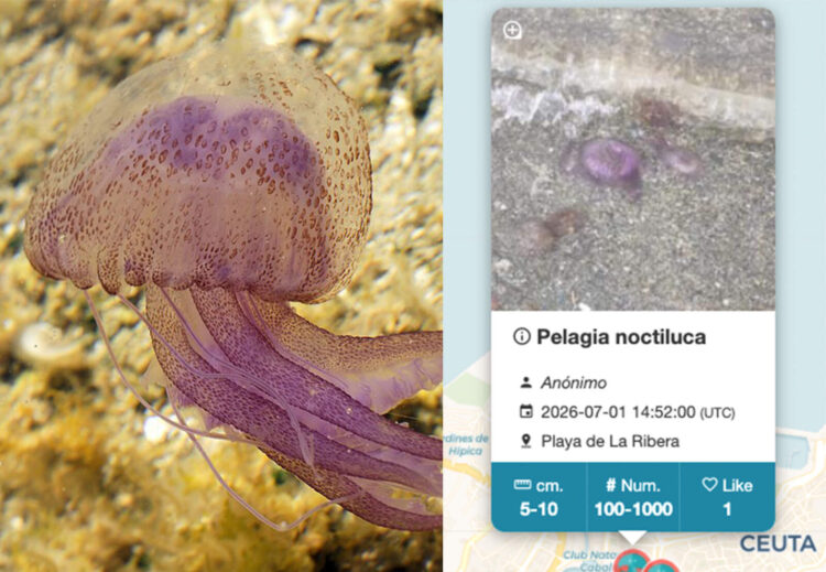medusapp-mapa-medusas-playas-espana-1