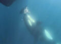 naturaleza-sorprende-orca-regala-cabeza-atun-barco