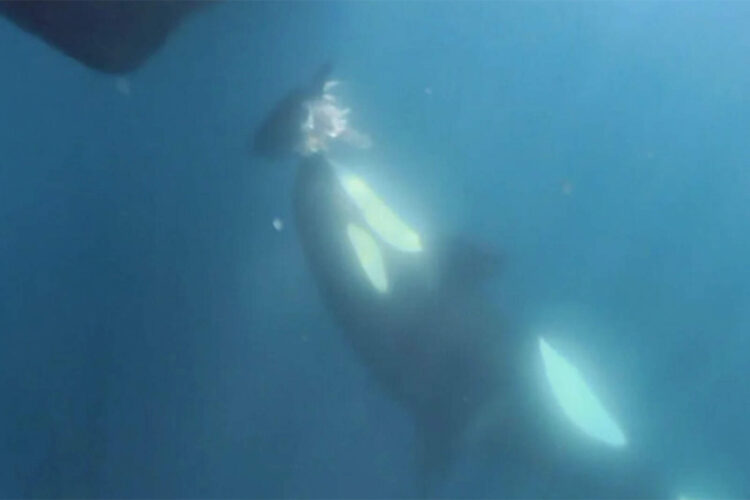 naturaleza-sorprende-orca-regala-cabeza-atun-barco