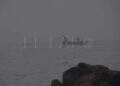 peor-crisis-migratoria-sufre-ceuta-inaccion-marruecos-fotos-frontera-inmigrantes-nado-guardia-civil-12