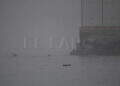 peor-crisis-migratoria-sufre-ceuta-inaccion-marruecos-fotos-frontera-inmigrantes-nado-guardia-civil-136
