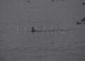 peor-crisis-migratoria-sufre-ceuta-inaccion-marruecos-fotos-frontera-inmigrantes-nado-guardia-civil-31