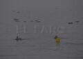 peor-crisis-migratoria-sufre-ceuta-inaccion-marruecos-fotos-frontera-inmigrantes-nado-guardia-civil-32