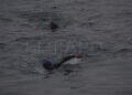 peor-crisis-migratoria-sufre-ceuta-inaccion-marruecos-fotos-frontera-inmigrantes-nado-guardia-civil-50