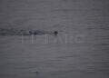 peor-crisis-migratoria-sufre-ceuta-inaccion-marruecos-fotos-frontera-inmigrantes-nado-guardia-civil-53