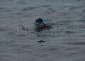 peor-crisis-migratoria-sufre-ceuta-inaccion-marruecos-fotos-frontera-inmigrantes-nado-guardia-civil-60