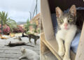 quieres-ayudar-cuidar-gatitos-colonia-angel-busca-voluntarios