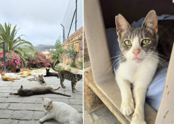 quieres-ayudar-cuidar-gatitos-colonia-angel-busca-voluntarios