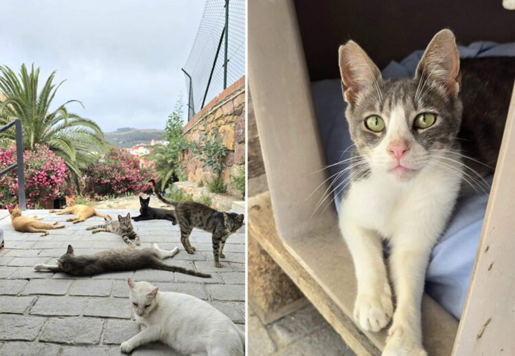 quieres-ayudar-cuidar-gatitos-colonia-angel-busca-voluntarios