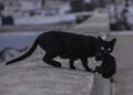 recurso-gatos-callejeros