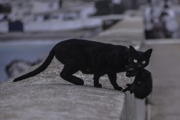 recurso-gatos-callejeros