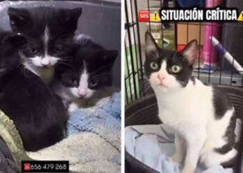 situacion-critica-zoosanitario