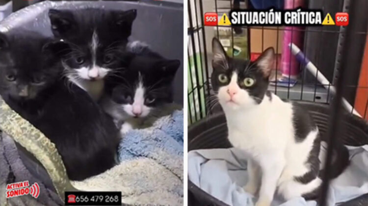 situacion-critica-zoosanitario