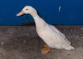 abandonado-contenedor-salvado-rescate-pato-domestico-estacion