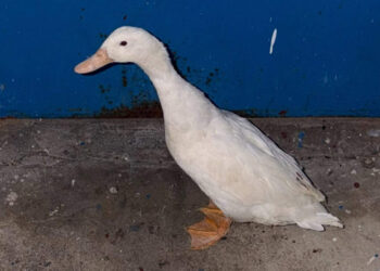 abandonado-contenedor-salvado-rescate-pato-domestico-estacion