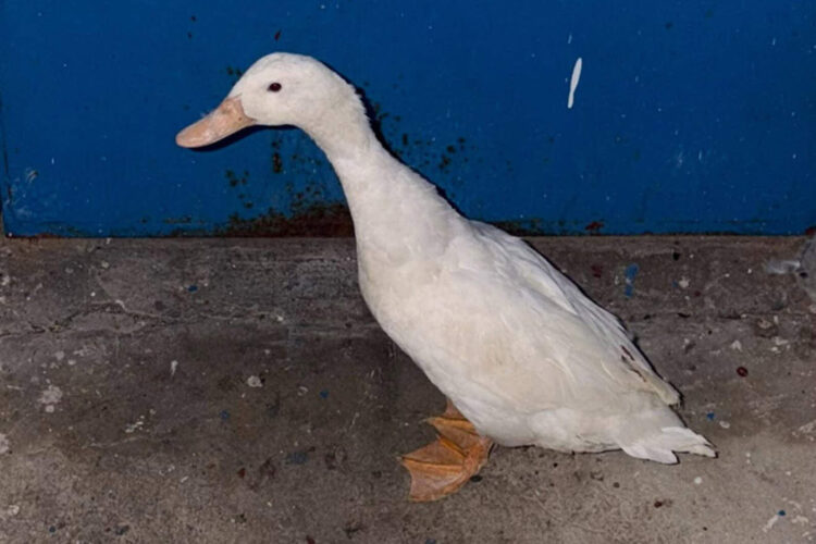 Abandonado en un contenedor y salvado a tiempo: el rescate de un pato doméstico en la Estación