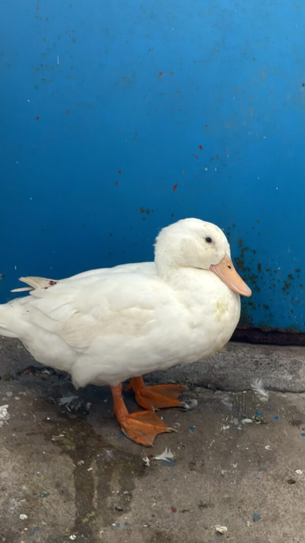 abandonado-contenedor-salvado-rescate-pato-domestico-estacion
