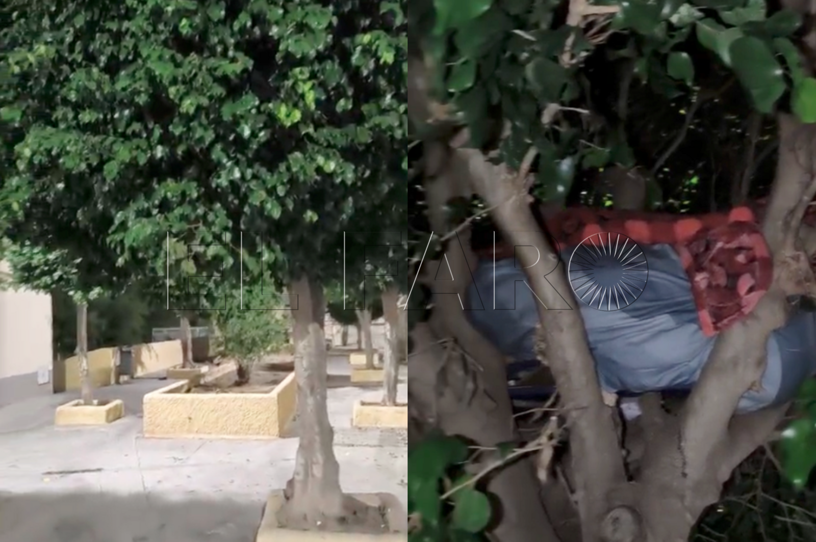 inmigrante-duerme-arbol-los-rosales