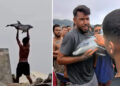 inmigrantes-grabados-cria-delfin-sacaron-agua-golpearon