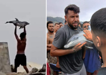 inmigrantes-grabados-cria-delfin-sacaron-agua-golpearon