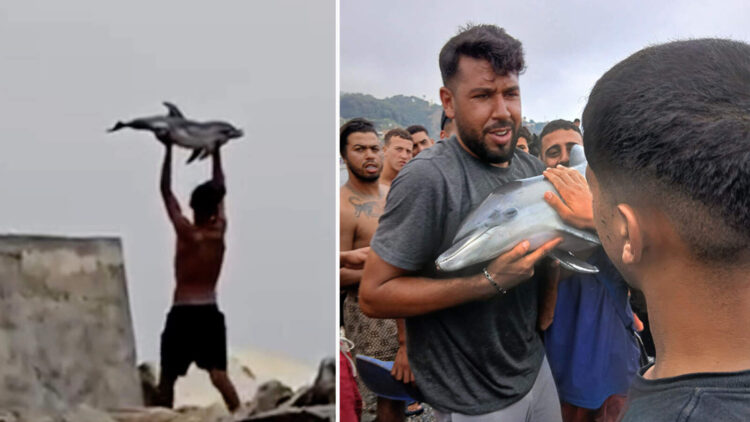inmigrantes-grabados-cria-delfin-sacaron-agua-golpearon