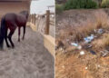 DAUBMA presenta una denuncia penal por el presunto maltrato de caballos en el Centro Ecuestre de Ceuta