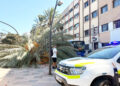 Cae una palmera en el Paseo de la Marina