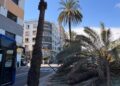Cae una palmera en el Paseo de la Marina